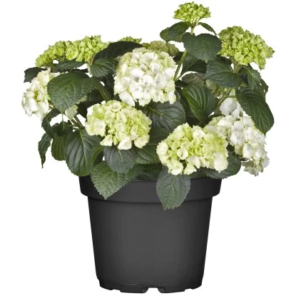 Bauernhortensie Topf Ca. 15 L Hydrangea 1 Bauernhortensie Topf Ca. 15 L Hydrangea