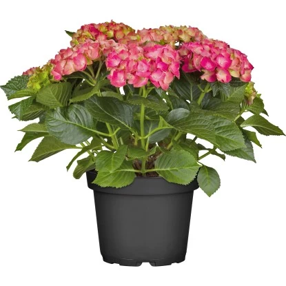 Bauernhortensie Topf Ca. 15 L Hydrangea 2 Bauernhortensie Topf Ca. 15 L Hydrangea – Bild 2