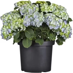Bauernhortensie Topf Ca. 15 L Hydrangea 5 Bauernhortensie Topf Ca. 15 L Hydrangea -Schwingen Sie Ihre Topfpflanzen. e topf ca 15 l hydrangea 3