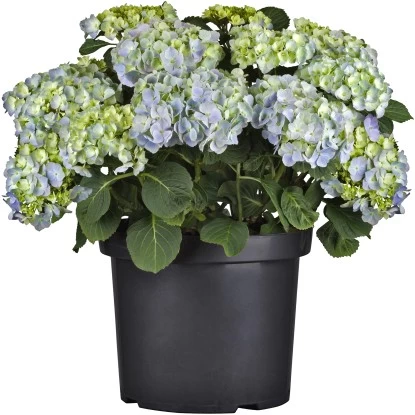 Bauernhortensie Topf Ca. 15 L Hydrangea 3 Bauernhortensie Topf Ca. 15 L Hydrangea – Bild 3