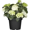 Bauernhortensie Topf Ca. 7,5 L Hydrangea