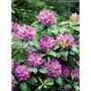 OBI Rhododendron "Roseum Elegans" Rosa Höhe Ca. 30-40 Cm Topf Ca.5l Rhododendron