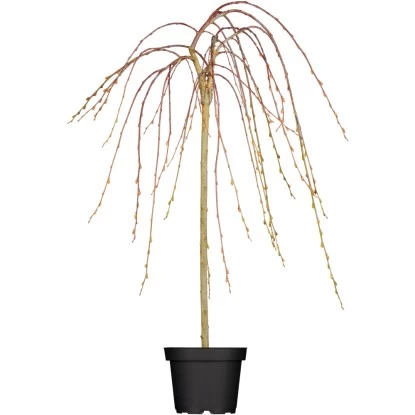 OBI Hängende Kätzchenweide "Pendula" Gelb Höhe Ca.100-120 Cm Topf Ca.7,5 L Salix 1 OBI Hängende Kätzchenweide "Pendula" Gelb Höhe Ca.100-120 Cm Topf Ca.7,5 L Salix