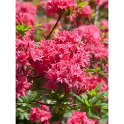 OBI Sommergrüne Azalee "Homebush" Pink Höhe Ca. 20 - 30 Cm Topf Ca. 5 L Azalea -Schwingen Sie Ihre Topfpflanzen. ergrne Azalee Homebush 1 1
