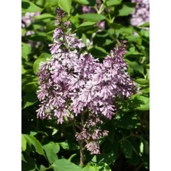 OBI Amerikanischer Flieder "Minuet" Violett Höhe Ca. 40 - 50 Cm Topf Ca. 3,5 L 7 OBI Amerikanischer Flieder "Minuet" Violett Höhe Ca. 40 - 50 Cm Topf Ca. 3,5 L -Schwingen Sie Ihre Topfpflanzen. ett hoehe 4050cm syringa 1