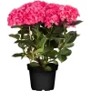 GROW By OBI Bauernhortensie "Red Angel" Topf Ca. 5 L Hydrangea
