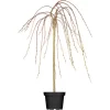 OBI Hängende Kätzchenweide "Pendula" Gelb Höhe Ca. 50-60 Cm Topf Ca. 3,5 L Salix