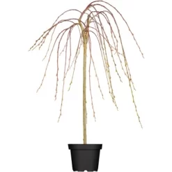 OBI Hängende Kätzchenweide "Pendula" Gelb Höhe Ca. 50-60 Cm Topf Ca. 3,5 L Salix