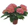 GROW By OBI Bauernhortensie "Gräfin Cosel" Rosa Topf Ca. 5 L Hydrangea