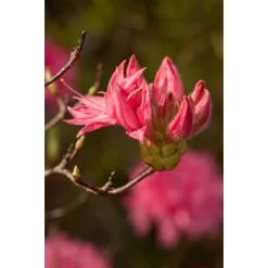 OBI Sommergrüne Azalee "Homebush" Pink Höhe Ca. 20 - 30 Cm Topf Ca. 5 L Azalea -Schwingen Sie Ihre Topfpflanzen. h Azalea Knaphill Exbury 2