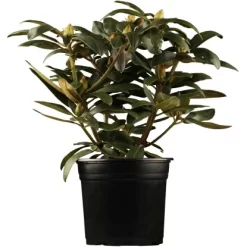 OBI Yaku-Rhododendron "Blurettia" Rotviolett Höhe Ca. 20 - 30 Cm Topf Ca. 5 L
