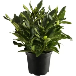 OBI Rhododendron "Cunninghams White" Weiß Höhe Ca. 20 - 30 Cm Topf Ca. 5 L -Schwingen Sie Ihre Topfpflanzen. he ca20 30 cm topf ca5 l 1 4