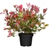GROW By OBI Glanzmispel "Pink Marble" Höhe Ca. 30 - 40 Cm Topf Ca. 5 L Photinia