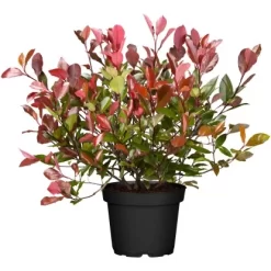 GROW By OBI Glanzmispel "Pink Marble" Höhe Ca. 30 - 40 Cm Topf Ca. 5 L Photinia