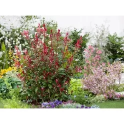 GROW By OBI Glanzmispel "Carré Rouge" Höhe Ca. 60 - 80 Cm Topf Ca. 15 L Photinia -Schwingen Sie Ihre Topfpflanzen. ia x fraseri carre rouge 1