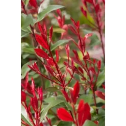 GROW By OBI Glanzmispel "Carré Rouge" Höhe Ca. 60 - 80 Cm Topf Ca. 15 L Photinia -Schwingen Sie Ihre Topfpflanzen. ia x fraseri carre rouge 2