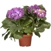 Bauernhortensie "Premium" Blau-Lila Topf Ca. 3 L Hydrangea