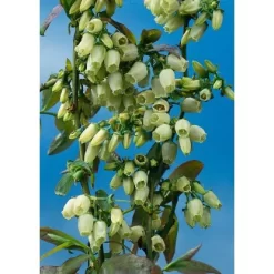 Heidelbeere "Hortiblue Petite" Höhe 40 - 60 Cm Topf-Ø 4,6 L Vaccinium -Schwingen Sie Ihre Topfpflanzen. inium corymbosum Coville 2