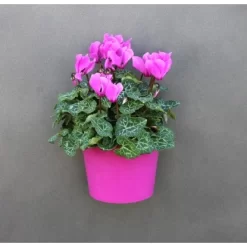 KalaMitica Kunststoffgefäß Mit Magnet Kasten 14 Cm X 7 Cm Glyzine -Schwingen Sie Ihre Topfpflanzen. itica anwendungsbeispiel 4 3