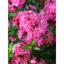 OBI Sommergrüne Azalee "Homebush" Pink Höhe Ca. 20 - 30 Cm Topf Ca. 5 L Azalea -Schwingen Sie Ihre Topfpflanzen. k hoehe 2030cm 5l azalea 1