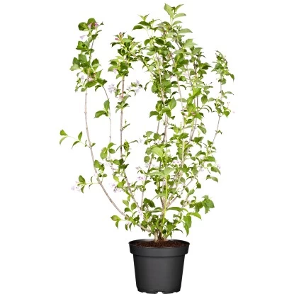 Weigelie "Magical Rainbow" Rosa Höhe Ca. 20 - 30 Cm Topf Ca. 3 L Weigela 1 Weigelie "Magical Rainbow" Rosa Höhe Ca. 20 - 30 Cm Topf Ca. 3 L Weigela