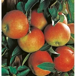 Herbstapfel "Rebella" Gelb-Rot Topf Ca. 9,5 L Malus