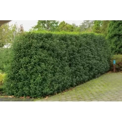 OBI Portugiesischer Kirschlorbeer "Angustifolia" Höhe Ca.70 Cm Topf 10 L Prunus -Schwingen Sie Ihre Topfpflanzen. lusitanica Angustifolia 1