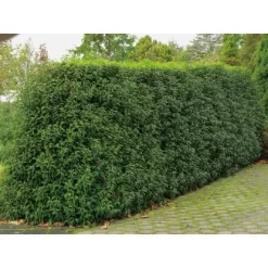 OBI Japanische Spindelsträucher Verschiedene Sorten Höhe Ca.30-40 Cm Topf Ca.5 L