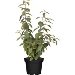 OBI Liebesperlenstrauch "Profusion" Lila Höhe Ca. 40 - 60 Cm Cm Topf Ca. 4 L