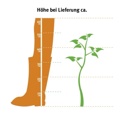 Bauernhortensie Rosa Höhe Ca. 40 - 50 Cm Topf Ca. 5 L Hydrangea 2 Bauernhortensie Rosa Höhe Ca. 40 - 50 Cm Topf Ca. 5 L Hydrangea – Bild 2