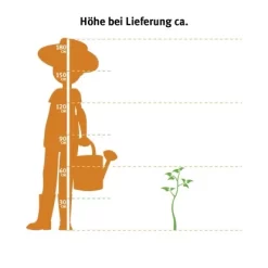 Tellerhortensie "Black Diamonds" Blau Höhe Ca. 50 - 60 Cm Topf Ca. 5 L Hydrangea 3 Tellerhortensie "Black Diamonds" Blau Höhe Ca. 50 - 60 Cm Topf Ca. 5 L Hydrangea -Schwingen Sie Ihre Topfpflanzen. m topf ca. 5 l hydrangea 2 3