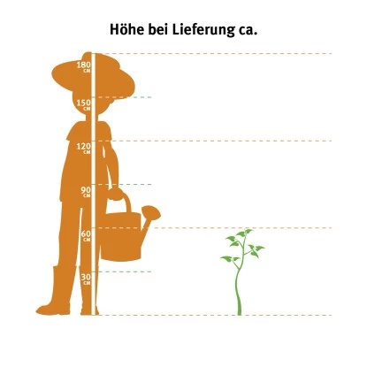 Tellerhortensie "Black Diamonds" Blau Höhe Ca. 50 - 60 Cm Topf Ca. 5 L Hydrangea 2 Tellerhortensie "Black Diamonds" Blau Höhe Ca. 50 - 60 Cm Topf Ca. 5 L Hydrangea – Bild 2