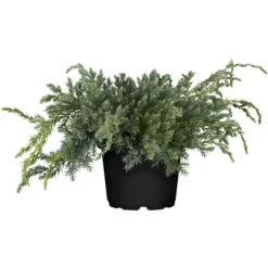 OBI Zwerg-Wacholder "Blue Carpet" Blau Höhe Ca. 5 - 10 Cm Topf Ca. 5 L Juniperus