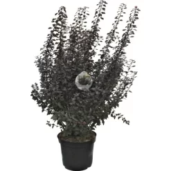 Blasen-Spiere "Little Joker" Weiß Höhe Ca. 60 - 80 Cm Topf Ca. 12 L Physocarpus