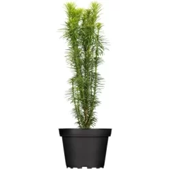 OBI Säulenkopfeibe "Fastigiata" Höhe Ca. 30 - 40 Cm Topf Ca. 3 L Cephalotax