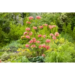 OBI Sommergrüne Azalee "Homebush" Pink Höhe Ca. 20 - 30 Cm Topf Ca. 5 L Azalea