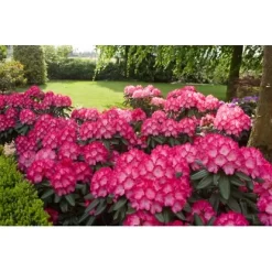 OBI Yaku-Rhododendron "Fantastica" Rosarot Höhe Ca. 20 - 30 Cm Topf Ca. 5 L -Schwingen Sie Ihre Topfpflanzen. n Rhododendon Fantastica 2