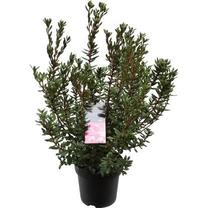 OBI Rhododendron "Anna Baldsiefen" Pink Topf Ca. 4,6 L 1 OBI Rhododendron "Anna Baldsiefen" Pink Topf Ca. 4,6 L