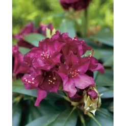 OBI Rhododendron-Hybride "Polarnacht" Schwarzviolett Höhe Ca. 20-30cm Topf Ca.5l -Schwingen Sie Ihre Topfpflanzen. odendron Polarnacht Pont 2