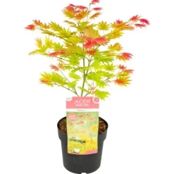 Japanischer Ahorn "Moonrise" Höhe Ca. 25 - 30 Cm Topf Ca. 3 L Acer