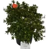 OBI Japanische Azalee Orange Höhe Ca. 30 - 40 Cm Topf Ca. 5 L