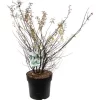 OBI Weiße Zwergspiere "Halward`s Silver" Weiß Höhe Ca. 60 - 80 Cm Topf Ca. 6 L