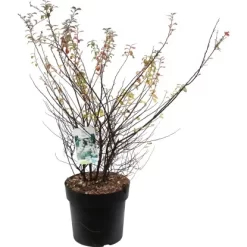 OBI Weiße Zwergspiere "Halward`s Silver" Weiß Höhe Ca. 60 - 80 Cm Topf Ca. 6 L