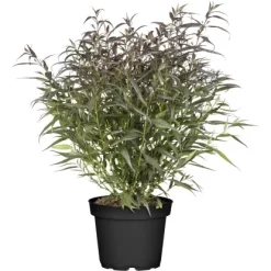 OBI Zapfenblume "Brunetthy" Lila Höhe Ca. 30 - 40 Cm Topf Ca. 3 L Strobilanthes