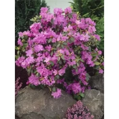 OBI Alpenrose "P.J.Mezitt" Lila Höhe Ca. 30 - 40 Cm Topf Ca. 4 L Rhododendron -Schwingen Sie Ihre Topfpflanzen. penrose P.J. Mezitt Rosa 1