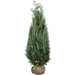 Scheinzypresse ''Glaucà' Set à 40 Stück Höhe Ca. 140 - 160 Cm Ballenware