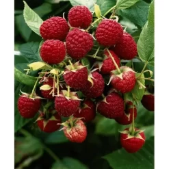Himbeere "Little Red Princess" Topf Ca. 6 L Rubus
