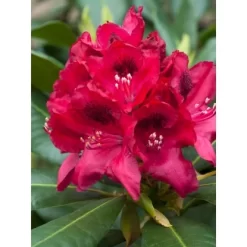 OBI Rhododendron-Hybride "Polarnacht" Schwarzviolett Höhe Ca. 20-30cm Topf Ca.5l -Schwingen Sie Ihre Topfpflanzen. ron Hybride Polarnacht 1 1