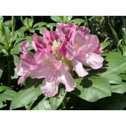 OBI Rhododendron "Roseum Elegans" Rosa Höhe Ca. 30-40 Cm Topf Ca.5l Rhododendron -Schwingen Sie Ihre Topfpflanzen. ron Roseum Elegans Cataw 2