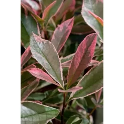 GROW By OBI Glanzmispel "Pink Marble" Höhe Ca. 30 - 40 Cm Topf Ca. 5 L Photinia -Schwingen Sie Ihre Topfpflanzen. seri cassini pink marble 2 1
